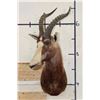 Image 2 : *TEXAS RESIDENTS ONLY* BONTEBOK Shoulder Mount