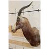 Image 3 : *TEXAS RESIDENTS ONLY* BONTEBOK Shoulder Mount