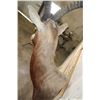 Image 8 : *TEXAS RESIDENTS ONLY* BONTEBOK Shoulder Mount