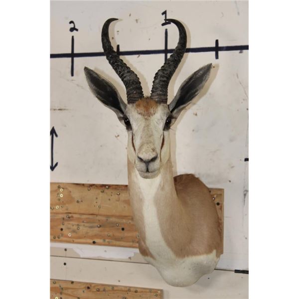 Big COMMON SPRINGBOK Shoulder Mount