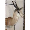 Image 3 : Big COMMON SPRINGBOK Shoulder Mount