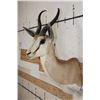 Image 4 : Big COMMON SPRINGBOK Shoulder Mount