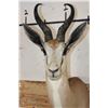 Image 6 : Big COMMON SPRINGBOK Shoulder Mount