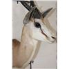 Image 7 : Big COMMON SPRINGBOK Shoulder Mount