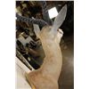 Image 8 : Big COMMON SPRINGBOK Shoulder Mount