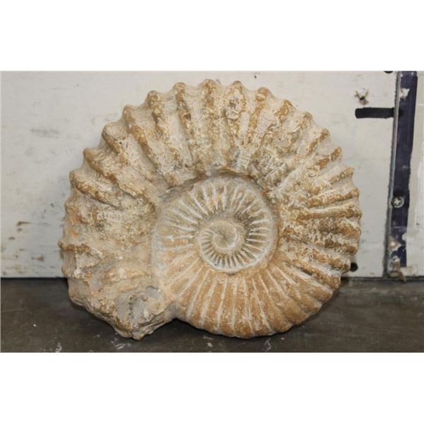 Big 11 lb AMMONITE FOSSIL Specimen from Morocco