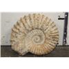 Image 1 : Big 11 lb AMMONITE FOSSIL Specimen from Morocco