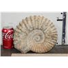Image 2 : Big 11 lb AMMONITE FOSSIL Specimen from Morocco