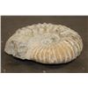 Image 3 : Big 11 lb AMMONITE FOSSIL Specimen from Morocco