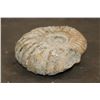 Image 4 : Big 11 lb AMMONITE FOSSIL Specimen from Morocco