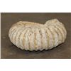 Image 5 : Big 11 lb AMMONITE FOSSIL Specimen from Morocco
