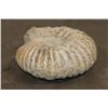 Image 6 : Big 11 lb AMMONITE FOSSIL Specimen from Morocco