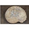 Image 7 : Big 11 lb AMMONITE FOSSIL Specimen from Morocco