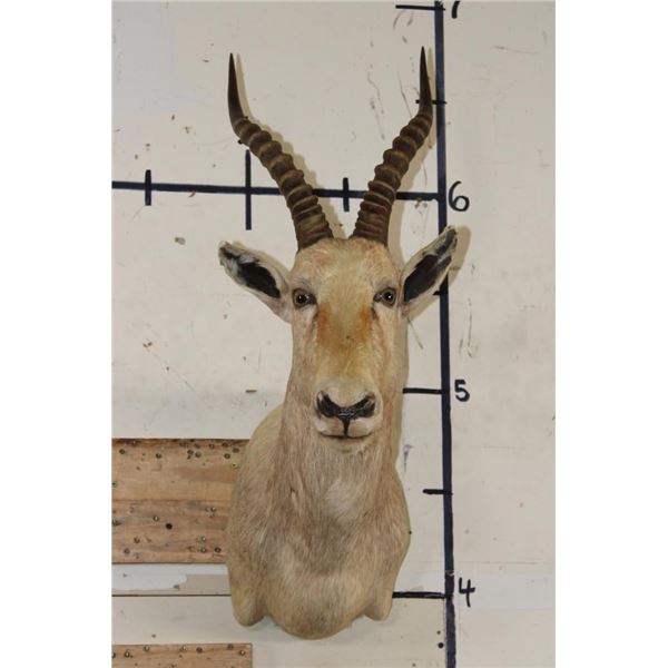 WHITE BLESBOK Shoulder Mount