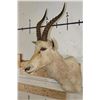 Image 3 : WHITE BLESBOK Shoulder Mount