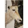 Image 5 : WHITE BLESBOK Shoulder Mount