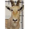 Image 6 : WHITE BLESBOK Shoulder Mount
