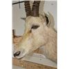 Image 7 : WHITE BLESBOK Shoulder Mount