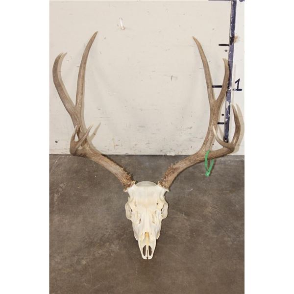 8-Point MULE DEER Skull