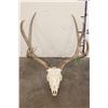 Image 1 : 8-Point MULE DEER Skull