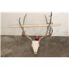 Image 2 : 8-Point MULE DEER Skull