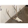 Image 3 : 8-Point MULE DEER Skull
