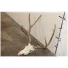 Image 4 : 8-Point MULE DEER Skull