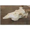 Image 5 : 8-Point MULE DEER Skull