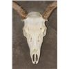 Image 6 : 8-Point MULE DEER Skull