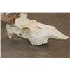 Image 7 : 8-Point MULE DEER Skull