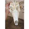 Image 8 : 8-Point MULE DEER Skull