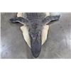 Image 3 : ALLIGATOR Hide/Skin with its Mounted Head