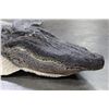 Image 4 : ALLIGATOR Hide/Skin with its Mounted Head