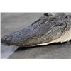 Image 5 : ALLIGATOR Hide/Skin with its Mounted Head
