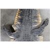 Image 7 : ALLIGATOR Hide/Skin with its Mounted Head