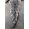 Image 8 : ALLIGATOR Hide/Skin with its Mounted Head