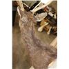 Image 10 : 8-Point SIKA DEER Shoulder Mount