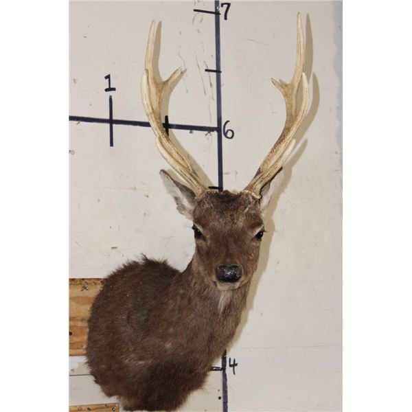 8-Point SIKA DEER Shoulder Mount