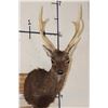 Image 1 : 8-Point SIKA DEER Shoulder Mount