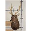 Image 2 : 8-Point SIKA DEER Shoulder Mount