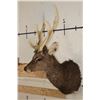 Image 3 : 8-Point SIKA DEER Shoulder Mount