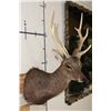 Image 4 : 8-Point SIKA DEER Shoulder Mount
