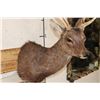Image 5 : 8-Point SIKA DEER Shoulder Mount