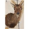 Image 6 : 8-Point SIKA DEER Shoulder Mount