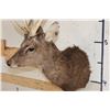 Image 7 : 8-Point SIKA DEER Shoulder Mount