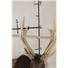 Image 8 : 8-Point SIKA DEER Shoulder Mount