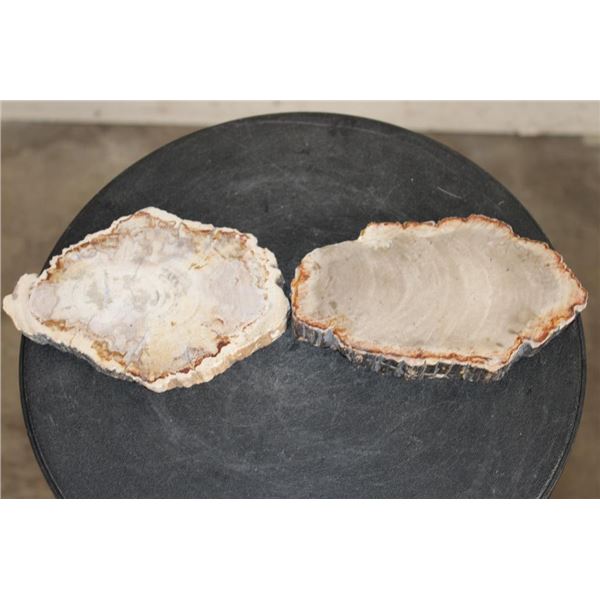 (2) Polished PETRIFIED WOOD Slices from Indonesia (ONE$)