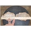 Image 2 : (2) Polished PETRIFIED WOOD Slices from Indonesia (ONE$)