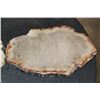 Image 4 : (2) Polished PETRIFIED WOOD Slices from Indonesia (ONE$)