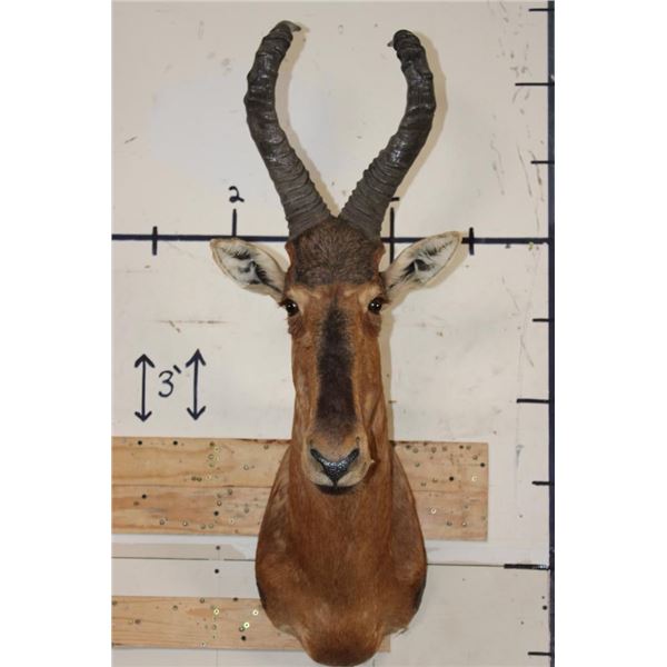 RED HARTEBEEST Shoulder Mount